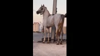 أحصنة  ذكرين وأنثى